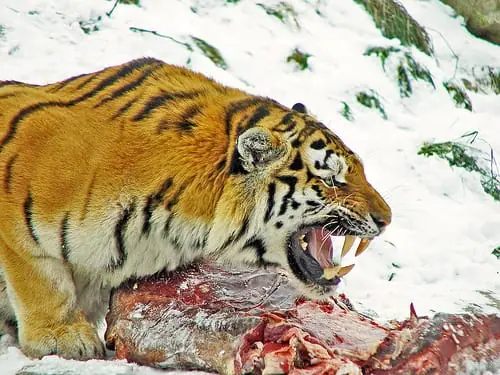 Siberian tiger / Amur tiger / Korean tiger